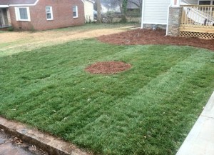 AFTER -FESCUE SOD 